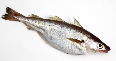 Téléchargez les photos : Merlan frais, merlangius merlangus, poisson sur fond blanc - en image libre de droit