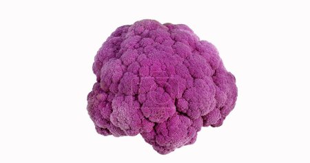 Photo for Purple Cauliflower, brassica oleracea against Whte Background - Royalty Free Image