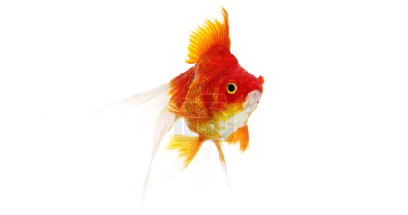 Foto de Ryukin Goldfish, carassius auratus, Adulto contra el fondo blanco - Imagen libre de derechos