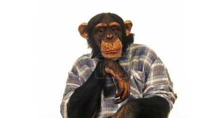 Téléchargez les photos : Chimpanzé, Pan troglodytes, Animaux entraînés avec vêtements homme - en image libre de droit