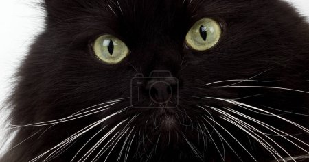 Foto de Gato doméstico siberiano blanco y negro, hembra - Imagen libre de derechos