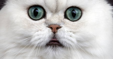 Foto de Chinchilla Pérsico gato doméstico, Retrato de adulto con ojos verdes - Imagen libre de derechos