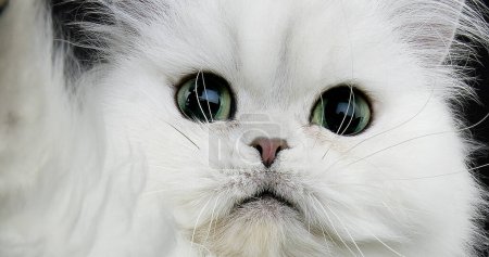 Téléchargez les photos : Chinchilla chat domestique persan, portrait d'adulte aux yeux verts - en image libre de droit