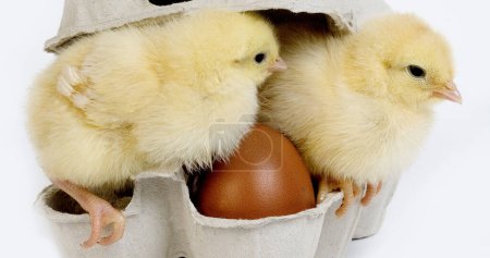 Photo for Chicks in Eggbox against White Background - Royalty Free Image