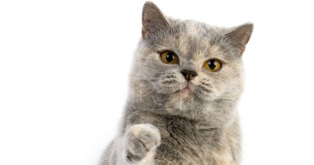 Téléchargez les photos : Blue Cream British Shorthair Cat domestique, Portrait de femme sur fond blanc - en image libre de droit