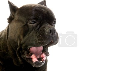 Photo for Cane Corso, a Dog Breed from Italy, Adult against White Background - Royalty Free Image