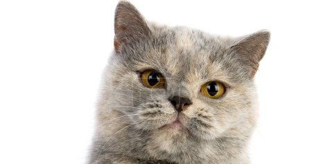 Téléchargez les photos : Blue Cream British Shorthair Cat domestique, Portrait de femme sur fond blanc - en image libre de droit