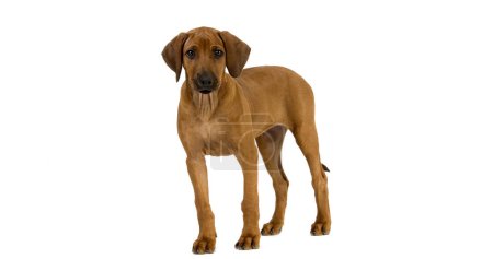 Photo for Rhodesian Ridgeback, 3 Months old Pup against White Background - Royalty Free Image