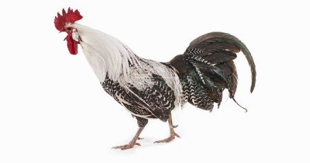 Téléchargez les photos : Brakel ou poulet Braekel, une race belge, Cockerel sur fond blanc - en image libre de droit