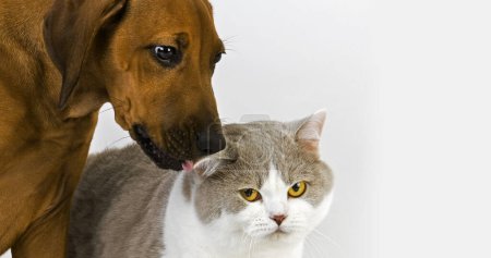 Photo for Male British Shorthair Lilac and White with a Rhodesian Ridgeback 3 monts old Pup - Royalty Free Image