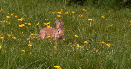 Téléchargez les photos : Lapin européen ou lapin sauvage, oryctolagus cuniculus, adulte marchant à travers les fleurs, Normandie - en image libre de droit
