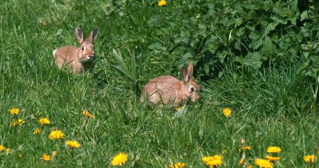 Téléchargez les photos : Lapin européen ou lapin sauvage, oryctolagus cuniculus, adulte marchant à travers les fleurs, Normandie - en image libre de droit