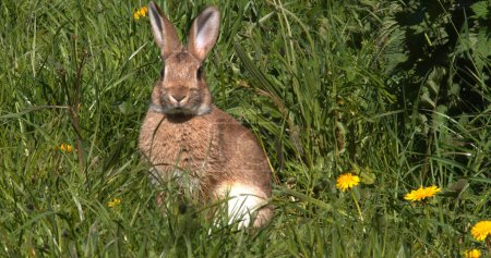 Téléchargez les photos : Lapin européen ou lapin sauvage, oryctolagus cuniculus, toilettage des adultes parmi les fleurs, Normandie - en image libre de droit