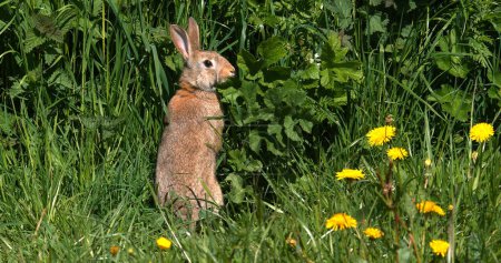 Téléchargez les photos : Lapin européen ou lapin sauvage, oryctolagus cuniculus, toilettage des adultes parmi les fleurs, Normandie - en image libre de droit