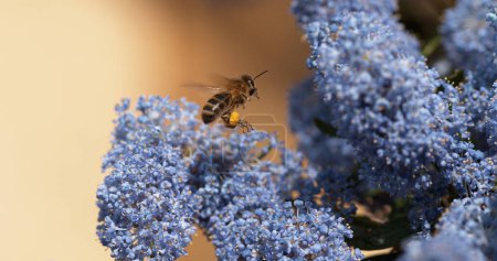Téléchargez les photos : Abeille domestique, apis mellifera, Adulte en vol, Voler vers la fleur avec paniers à pollen, Normandie - en image libre de droit
