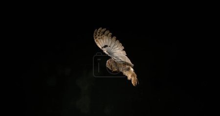 Foto de Búho de oreja larga, asio otus, Adulto en vuelo, Normandía en Francia - Imagen libre de derechos
