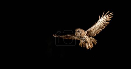 Eurasian Tawny Owl, strix aluco, Adult in Flight, Normandy