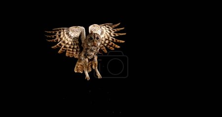 Photo for Eurasian Tawny Owl, strix aluco, Adult in Flight, Normandy - Royalty Free Image