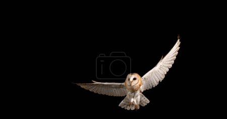 Photo for Barn Owl, tyto alba, Adult in flight, Normandy - Royalty Free Image