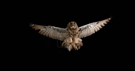Photo for Long Eared Owl, asio otus, Adult in Flight, Normandy in France - Royalty Free Image