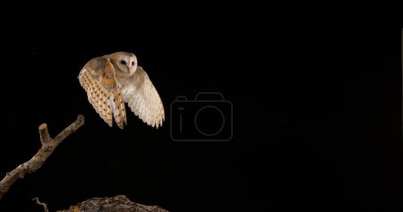 Photo for Barn Owl, tyto alba, Adult in flight, Normandy - Royalty Free Image