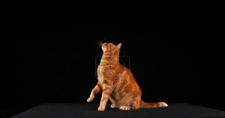 Photo for Red Tabby Domestic Cat, Adult Leaping against Black Background - Royalty Free Image