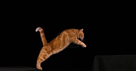 Téléchargez les photos : Tabby rouge chat domestique, adulte bondissant sur fond noir - en image libre de droit