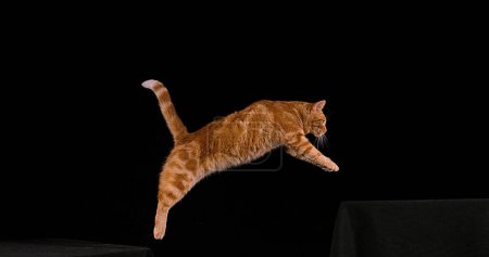 Foto de Gato doméstico de tabby rojo, adulto saltando sobre fondo negro - Imagen libre de derechos