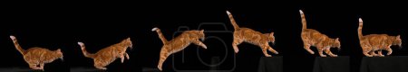 Téléchargez les photos : Tabby rouge chat domestique, adulte bondissant sur fond noir - en image libre de droit