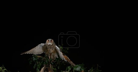 Photo for Long Eared Owl, asio otus, Adult in Flight, Normandy in France, - Royalty Free Image
