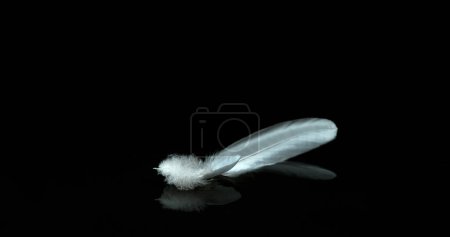 Photo for White Feathers Falling against Black Background, Normandy, - Royalty Free Image