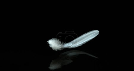 Photo for White Feathers Falling against Black Background, Normandy, - Royalty Free Image