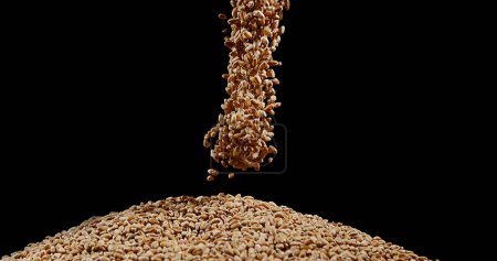 Photo for Wheat, triticum sp, falling against Black Background - Royalty Free Image