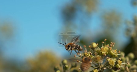 Photo for European Honey Bee, apis mellifera, Adult in Flight above Ivy, hedera helix, Normandy - Royalty Free Image