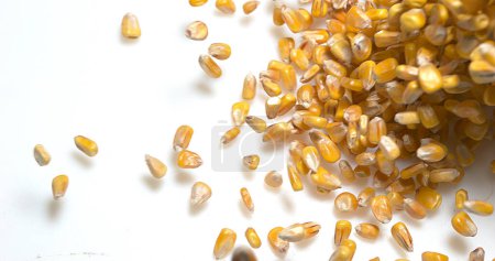 Photo for Corn, zea mays falling against White Background - Royalty Free Image