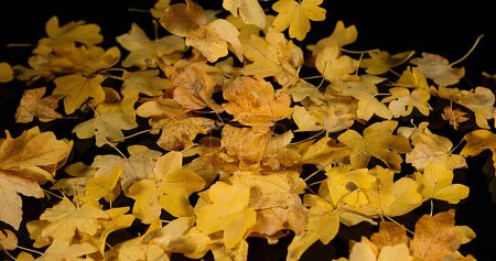 Téléchargez les photos : Feuilles d'automne tombant sur fond noir - en image libre de droit