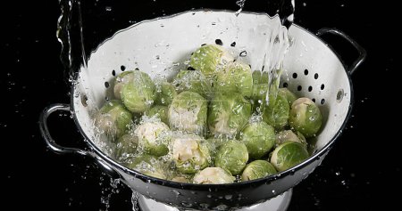 Photo for Water falling on Brussels Sprouts, brassica oleracea, against Black Background - Royalty Free Image
