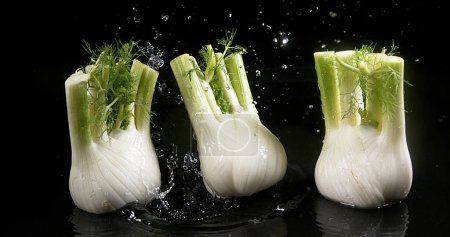 Téléchargez les photos : Fenouil, foeniculum vulgare, Légumes tombant dans l'eau sur fond noir - en image libre de droit