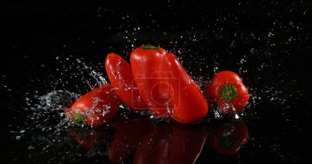 Photo for Red Sweet Peppers, capsicum annuum, Vegetable falling on Water against Black Background - Royalty Free Image