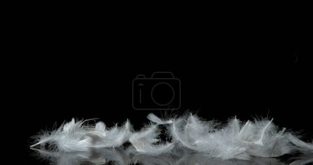 Photo for White Feathers Falling against Black Background - Royalty Free Image