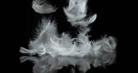 Foto de Plumas blancas cayendo sobre fondo negro - Imagen libre de derechos