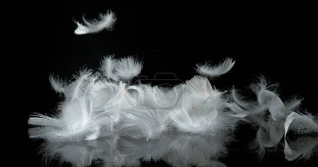 Foto de Plumas blancas cayendo sobre fondo negro - Imagen libre de derechos