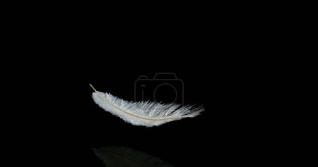 Foto de Pluma blanca cayendo sobre fondo negro, Normandía - Imagen libre de derechos