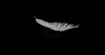 Photo for White Feather Falling against Black Background, Normandy - Royalty Free Image