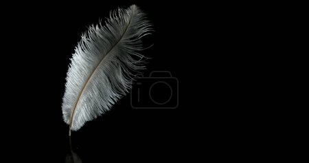 Photo for White Feather Falling against Black Background, Normandy - Royalty Free Image