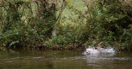 Téléchargez les photos : Renard roux, vulpes vulpes, Traversée de la rivière Adulte, Normandie en France - en image libre de droit
