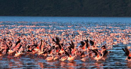 Foto de Flamenco Menor, phoenicopterus minor, Grupo en Vuelo, Despegue del Agua, Colonia en el Lago Bogoria en Kenia - Imagen libre de derechos