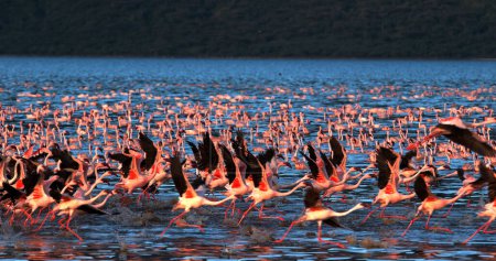 Photo for Lesser Flamingo, phoenicopterus minor, Group in Flight, Taking off from Water, Colony at Bogoria Lake in Kenya - Royalty Free Image