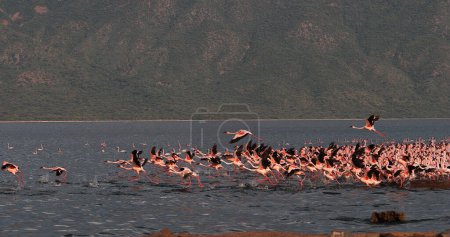 Photo for Lesser Flamingo, phoenicopterus minor, Group in Flight, Taking off from Water, Colony at Bogoria Lake in Kenya - Royalty Free Image