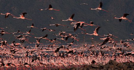 Téléchargez les photos : Petit Flamant rose, phoenicopterus minor, Groupe en vol, Décollage de l'eau, Colonie au lac Bogoria au Kenya - en image libre de droit